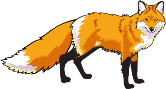 C:\Users\Inna\Desktop\37-372165_red-fox-clipart-mammal-.png